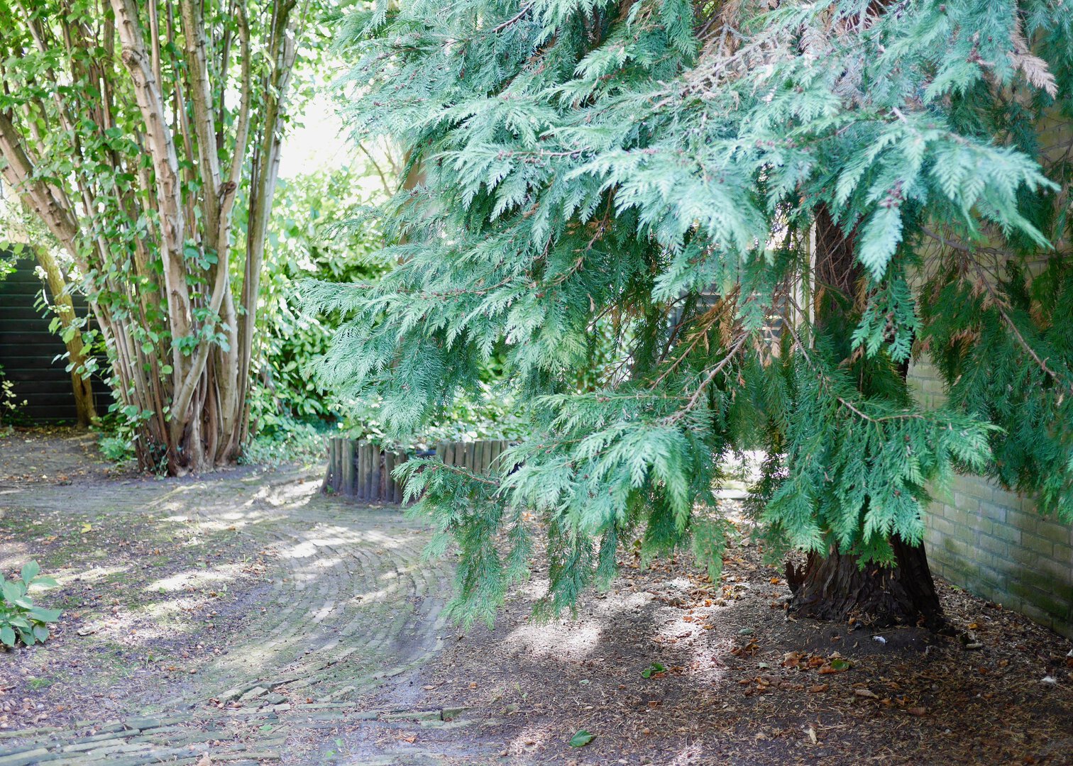 foto-achtertuin---conifeerjpeg.jpg